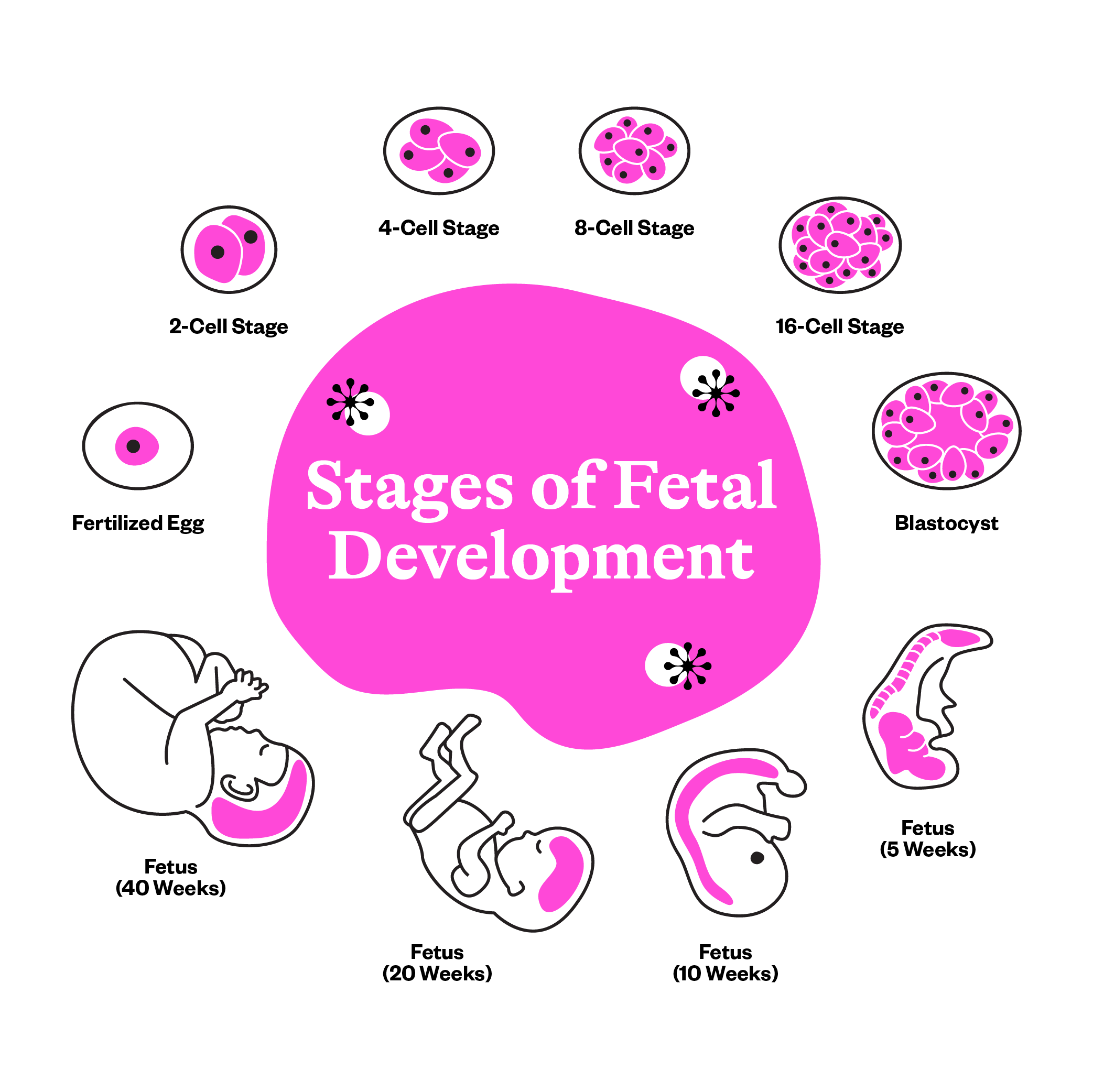 fetal development