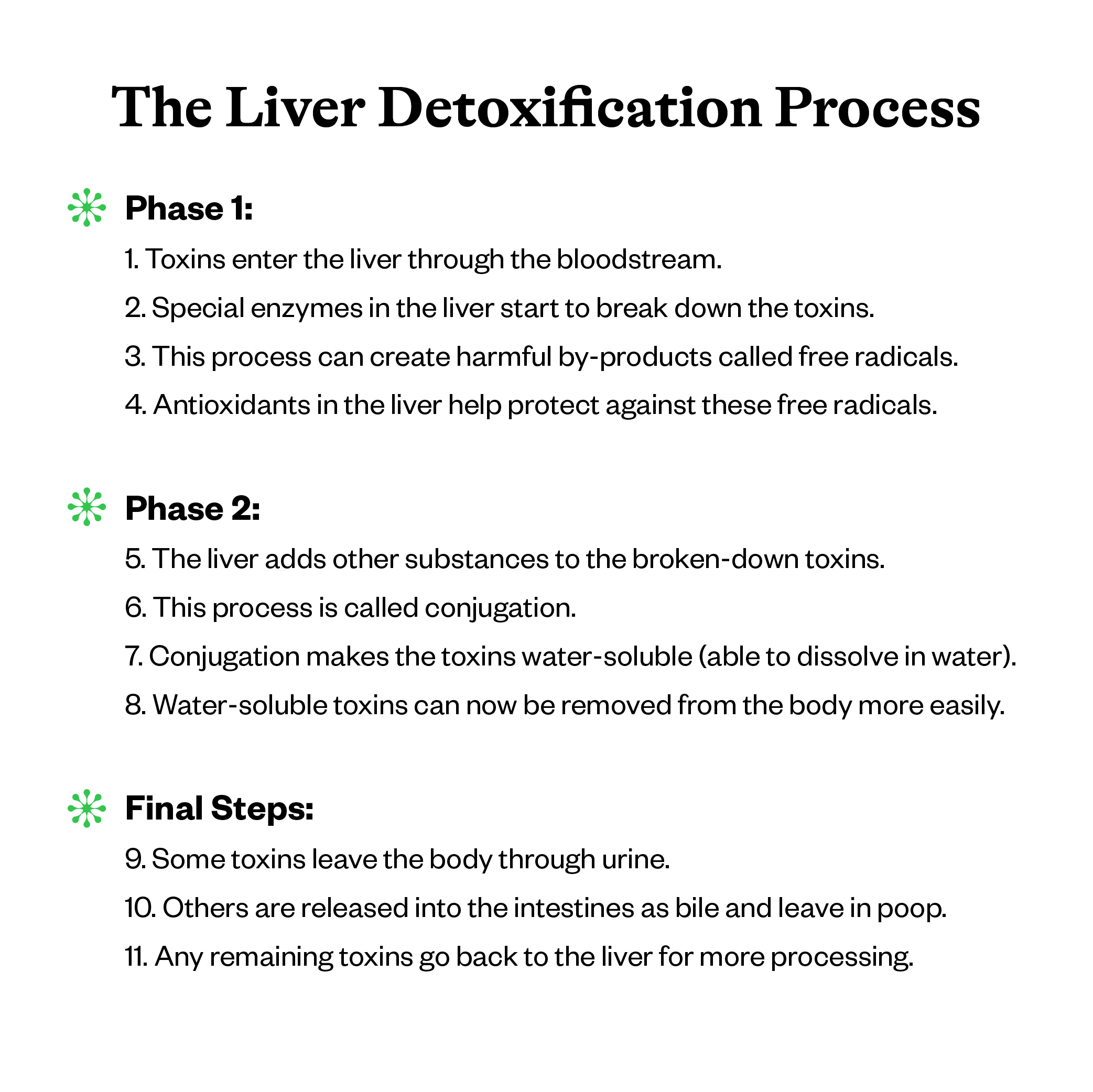 liver detox phases