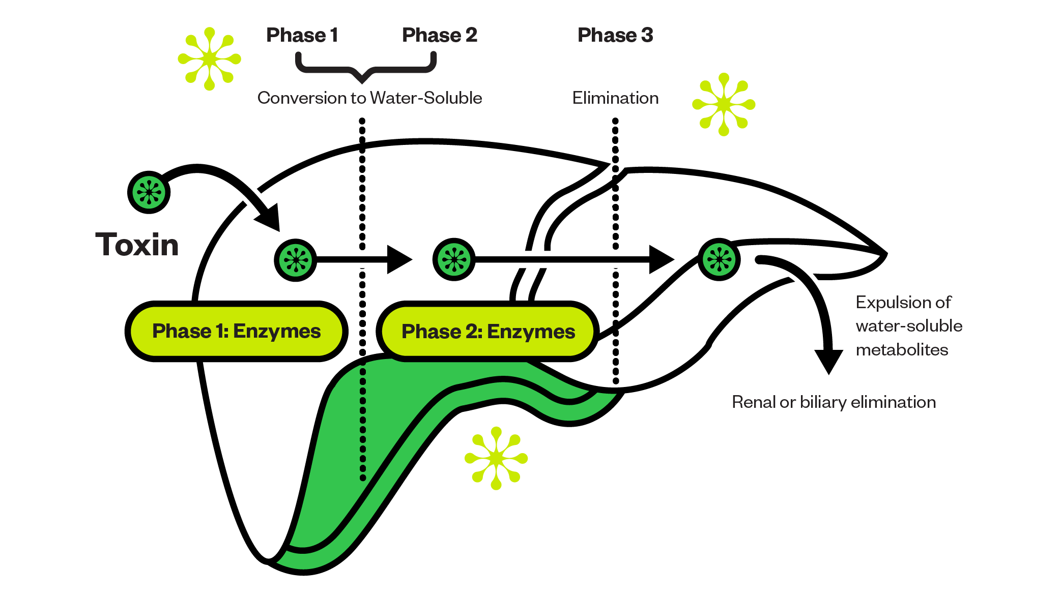 liver graphic